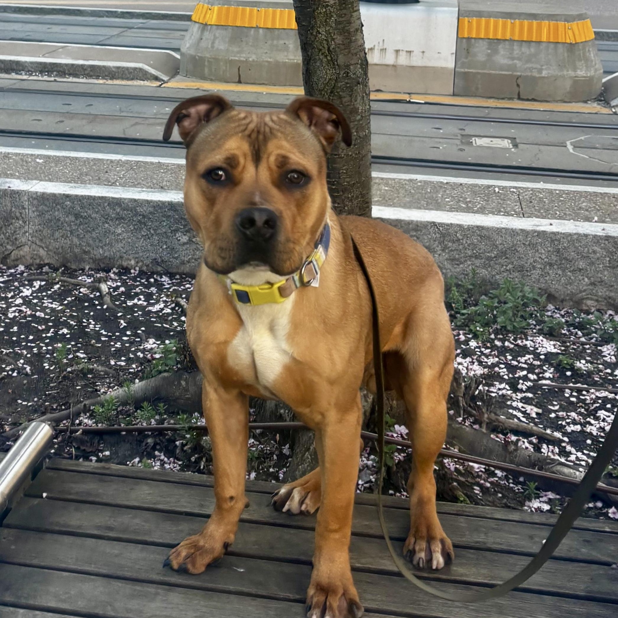 Enlarge Gopher, a ADOPTABLE mixed breed in Buffalo, NY image 4/6