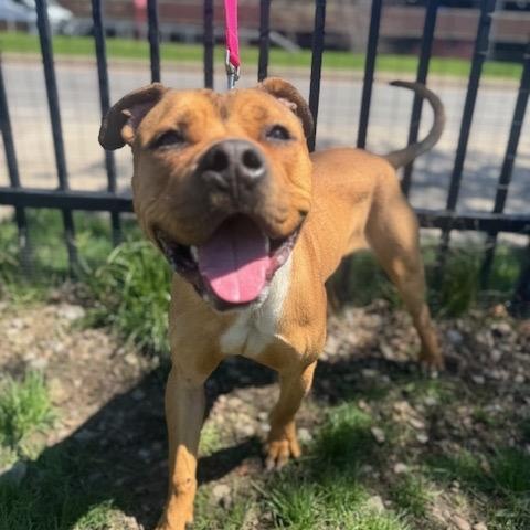 Enlarge Gopher, a ADOPTABLE mixed breed in Buffalo, NY image 2/6