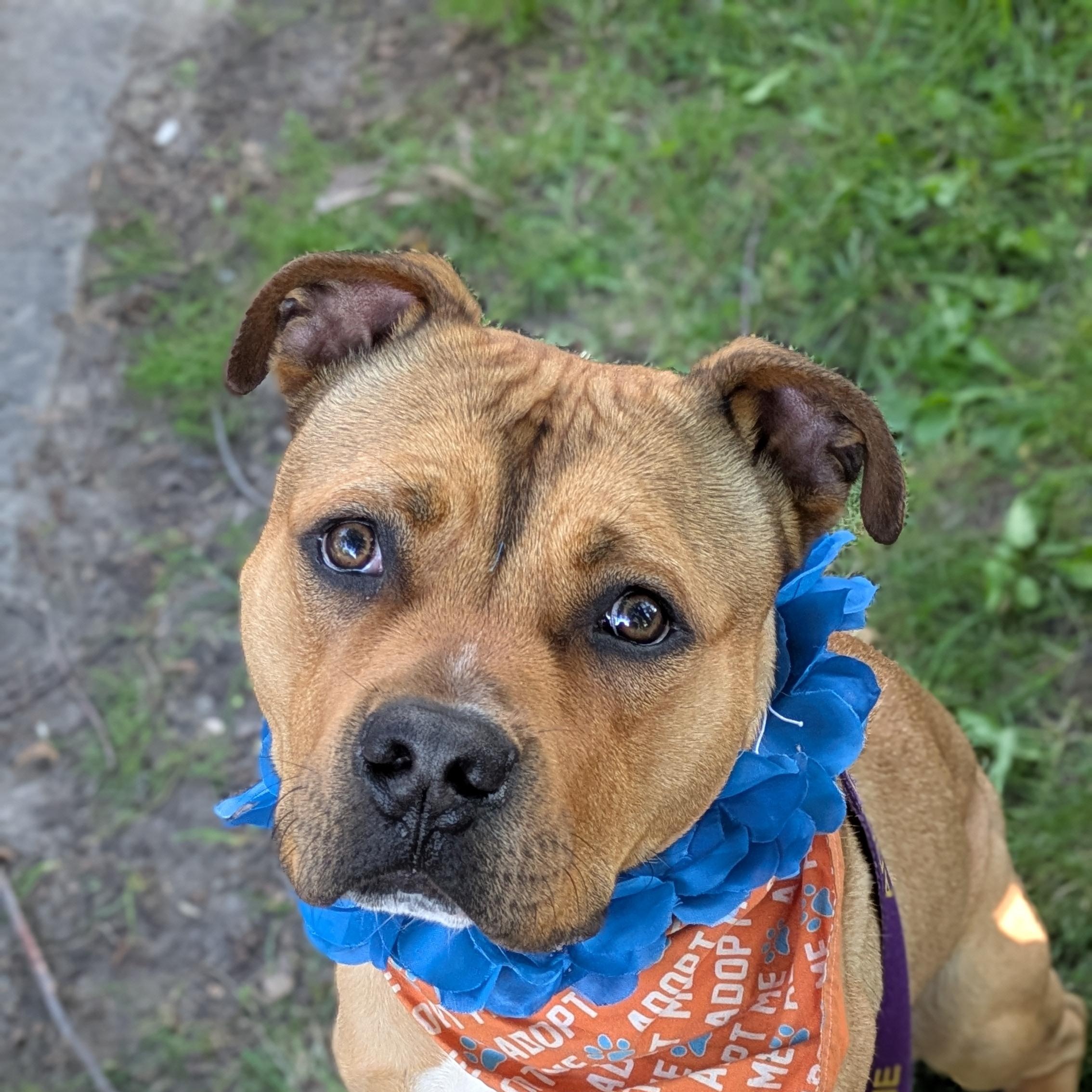 Enlarge Gonzo (fka Gopher), a ADOPTABLE mixed breed in Buffalo, NY image 1/6