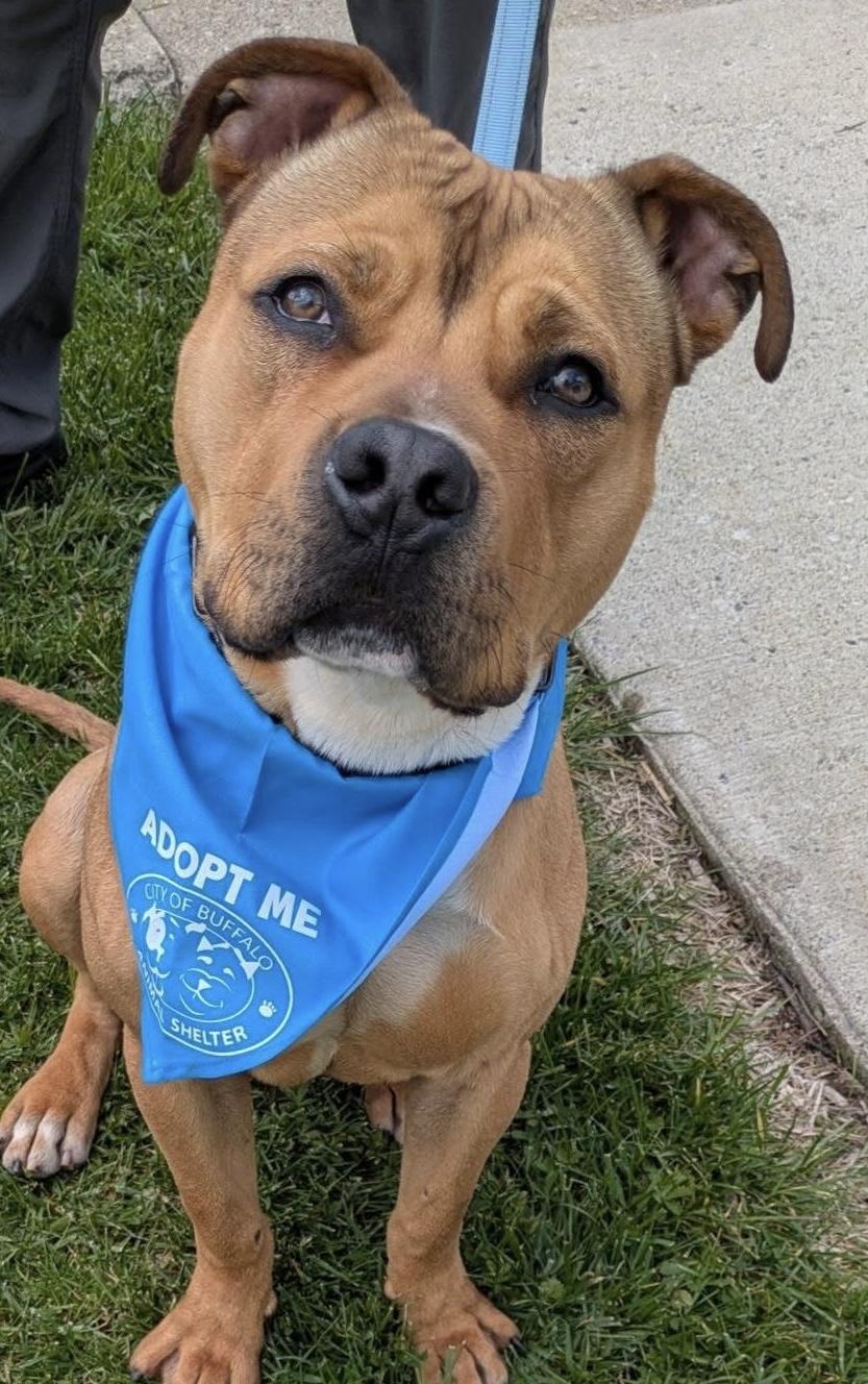 Enlarge Gopher, a ADOPTABLE mixed breed in Buffalo, NY image 1/6