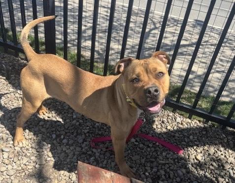 Enlarge Gopher, a ADOPTABLE mixed breed in Buffalo, NY image 3/6