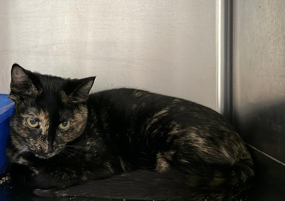 Enlarge Cardi B, a Adoptable mixed breed in Salmon, ID image 1/2