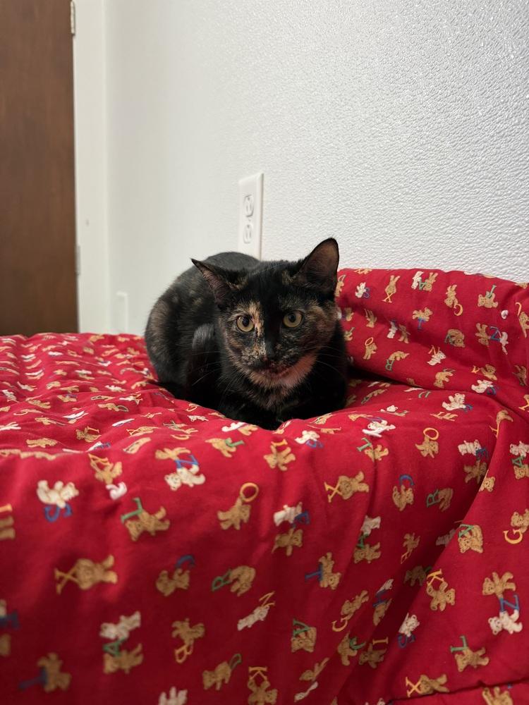 Enlarge Cardi B, a Adoptable mixed breed in Salmon, ID image 2/2