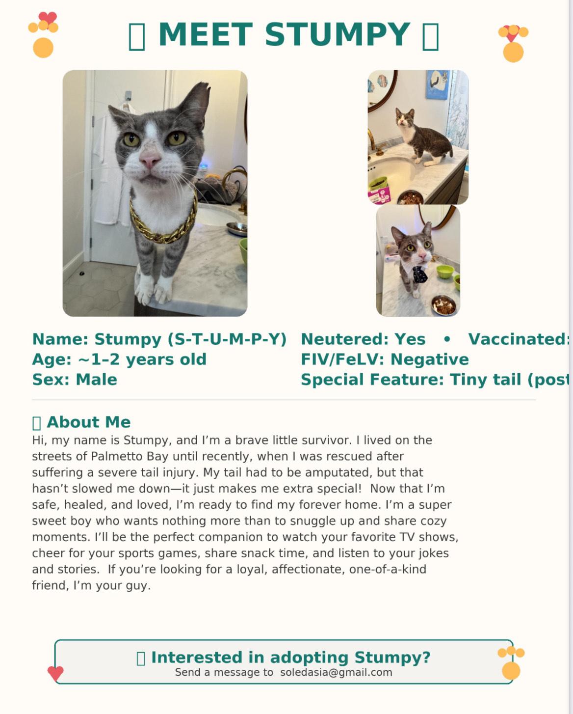 Enlarge Stumpy, a Adoptable Domestic Short Hair in Miami, FL image 3/5