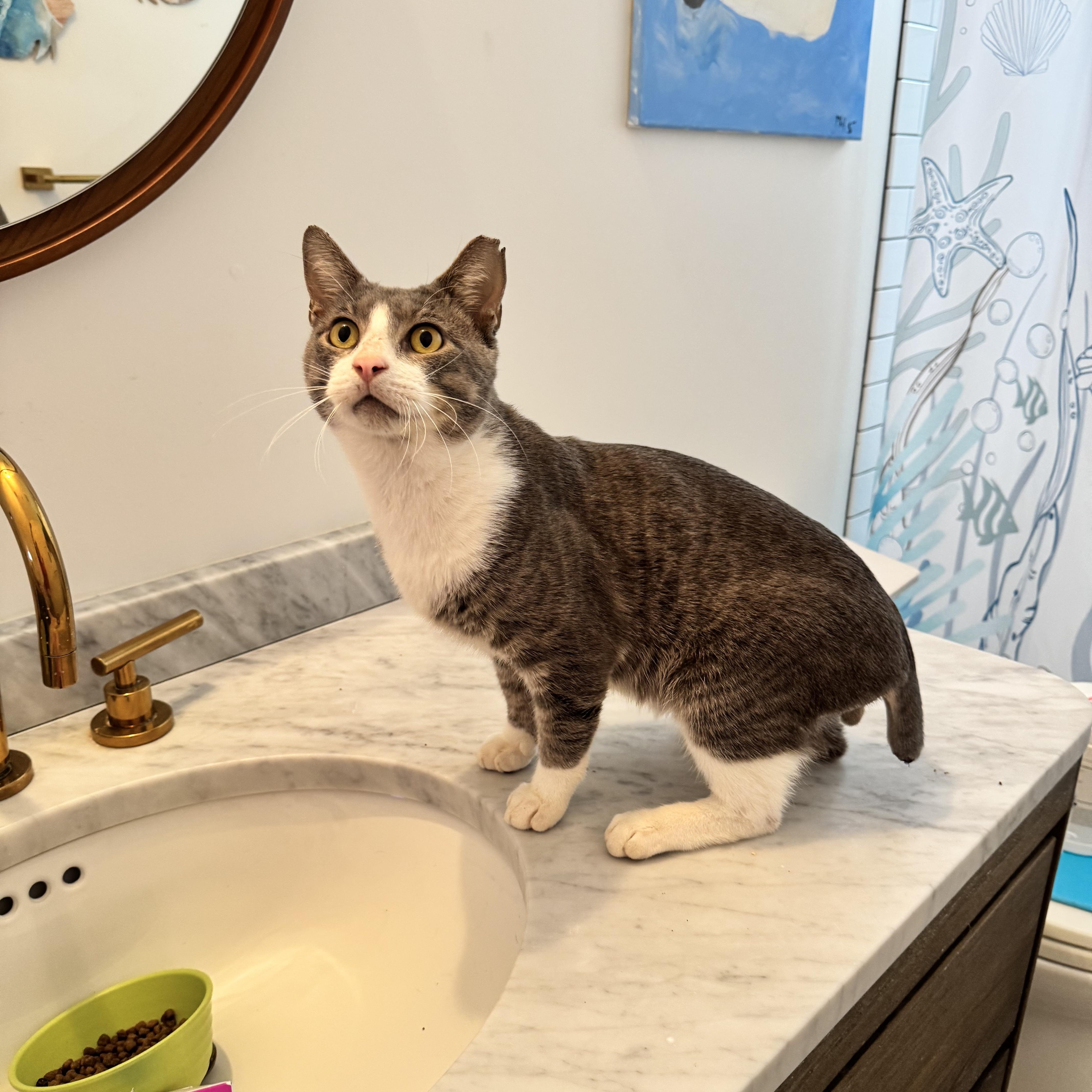 Enlarge Stumpy, a Adoptable Domestic Short Hair in Miami, FL image 2/5