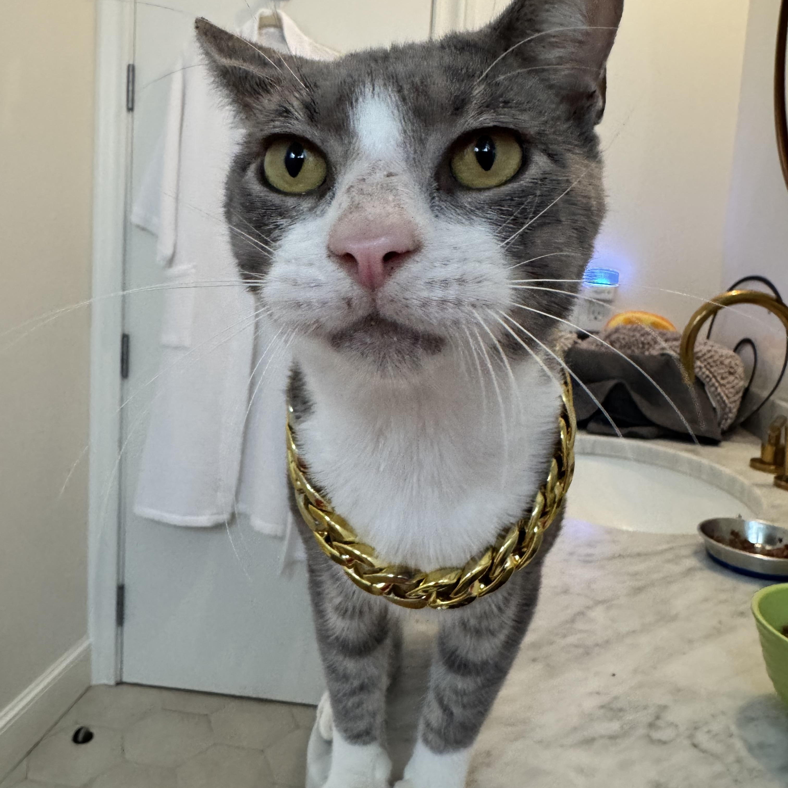 Enlarge Stumpy, a Adoptable Domestic Short Hair in Miami, FL image 5/5