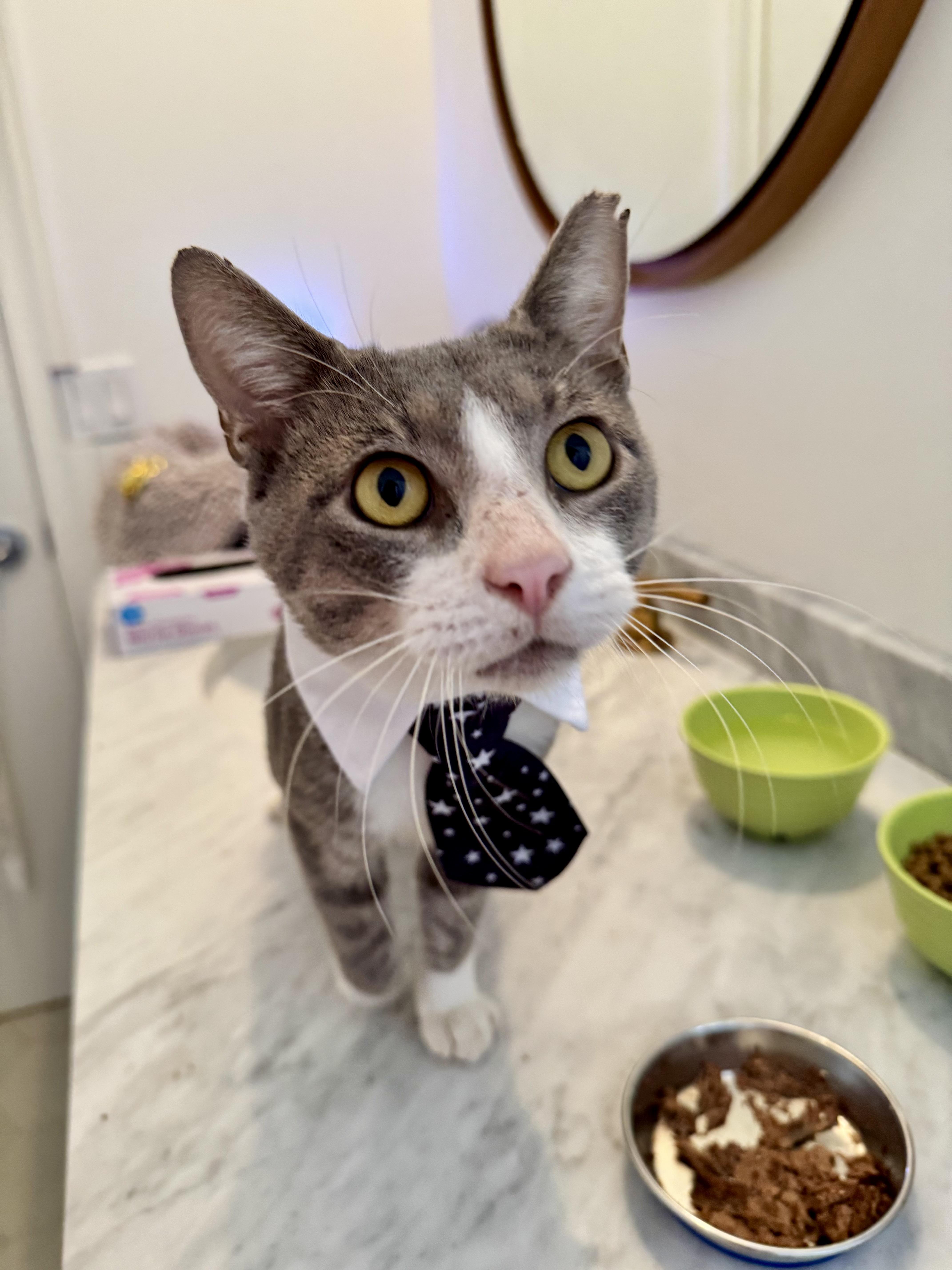 Enlarge Stumpy, a Adoptable Domestic Short Hair in Miami, FL image 4/5