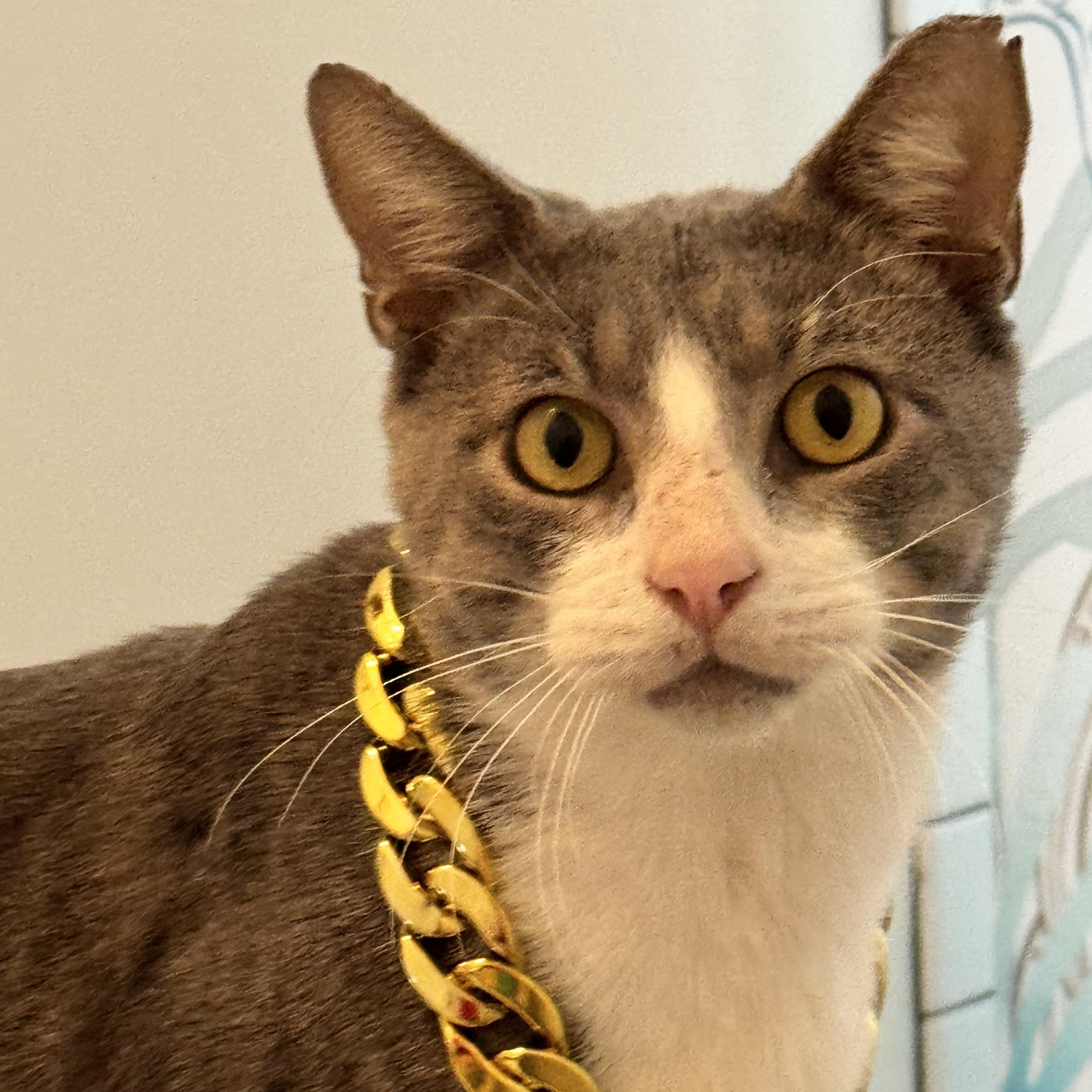Stumpy, Adoptable, Adult Male Domestic Short Hair.