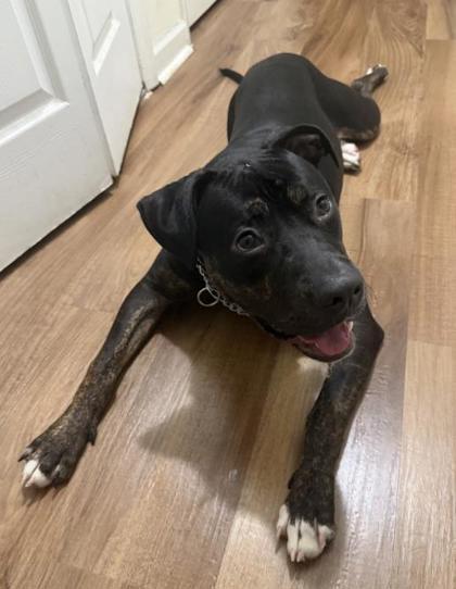Rocco, Adoptable, Adult Male Mixed Breed & Mixed Breed.
