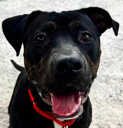 Enlarge Rocco, a Adoptable mixed breed in Fairfax, VA image 2/3