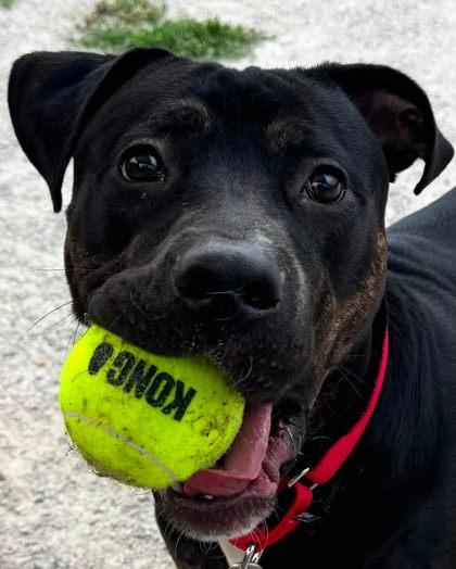 Enlarge Rocco, a Adoptable mixed breed in Fairfax, VA image 3/3