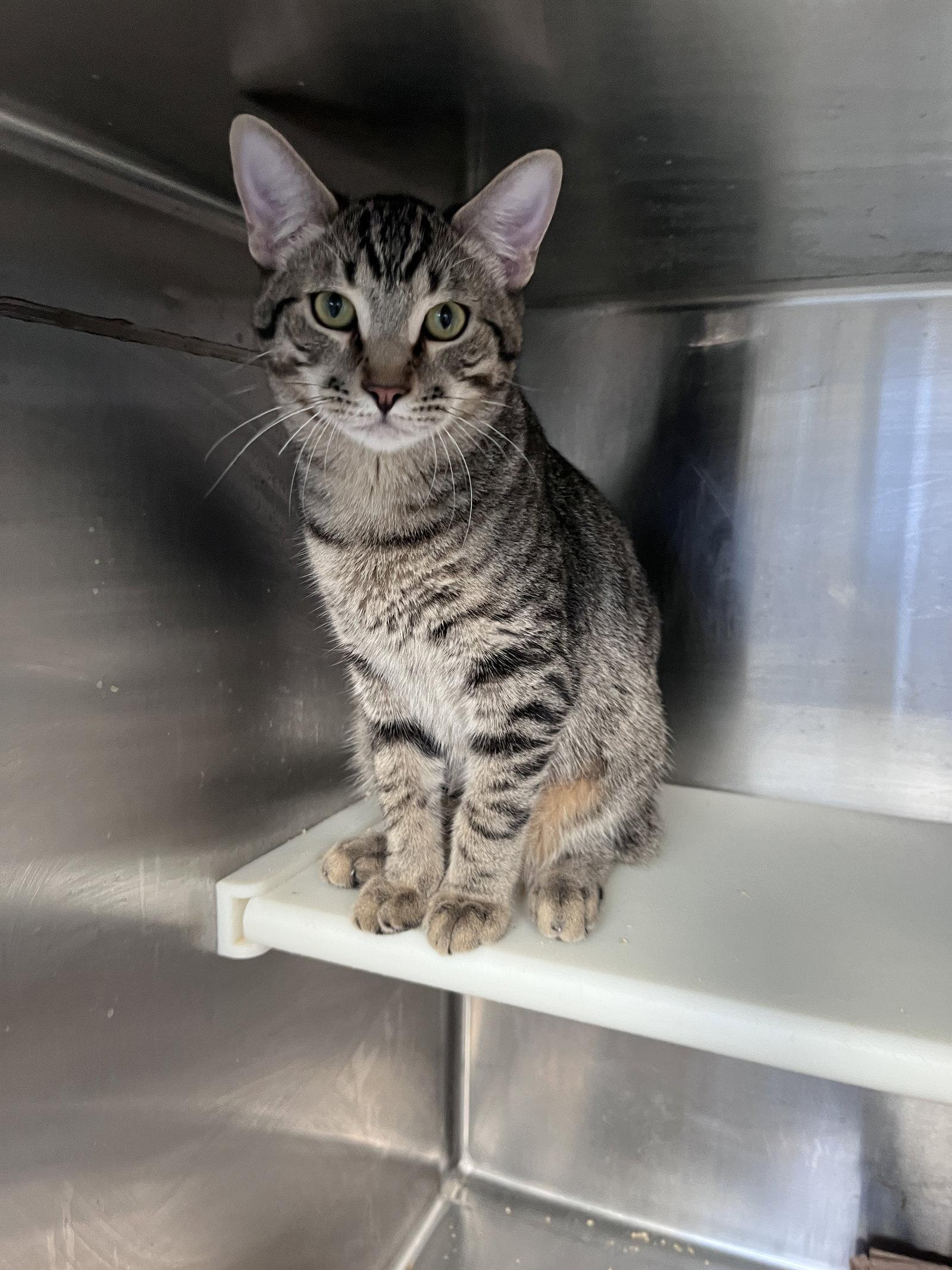 Enlarge Plumpy, a Adoptable mixed breed in Carrollton, GA image 2/3