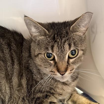 Enlarge Beans, a ADOPTABLE mixed breed in Lansing, MI image 2/2