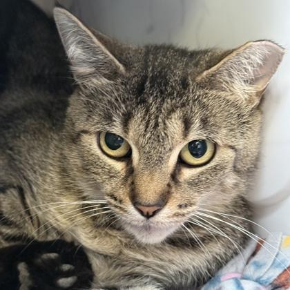 Beans, ADOPTABLE, Adult Female Domestic Short Hair.