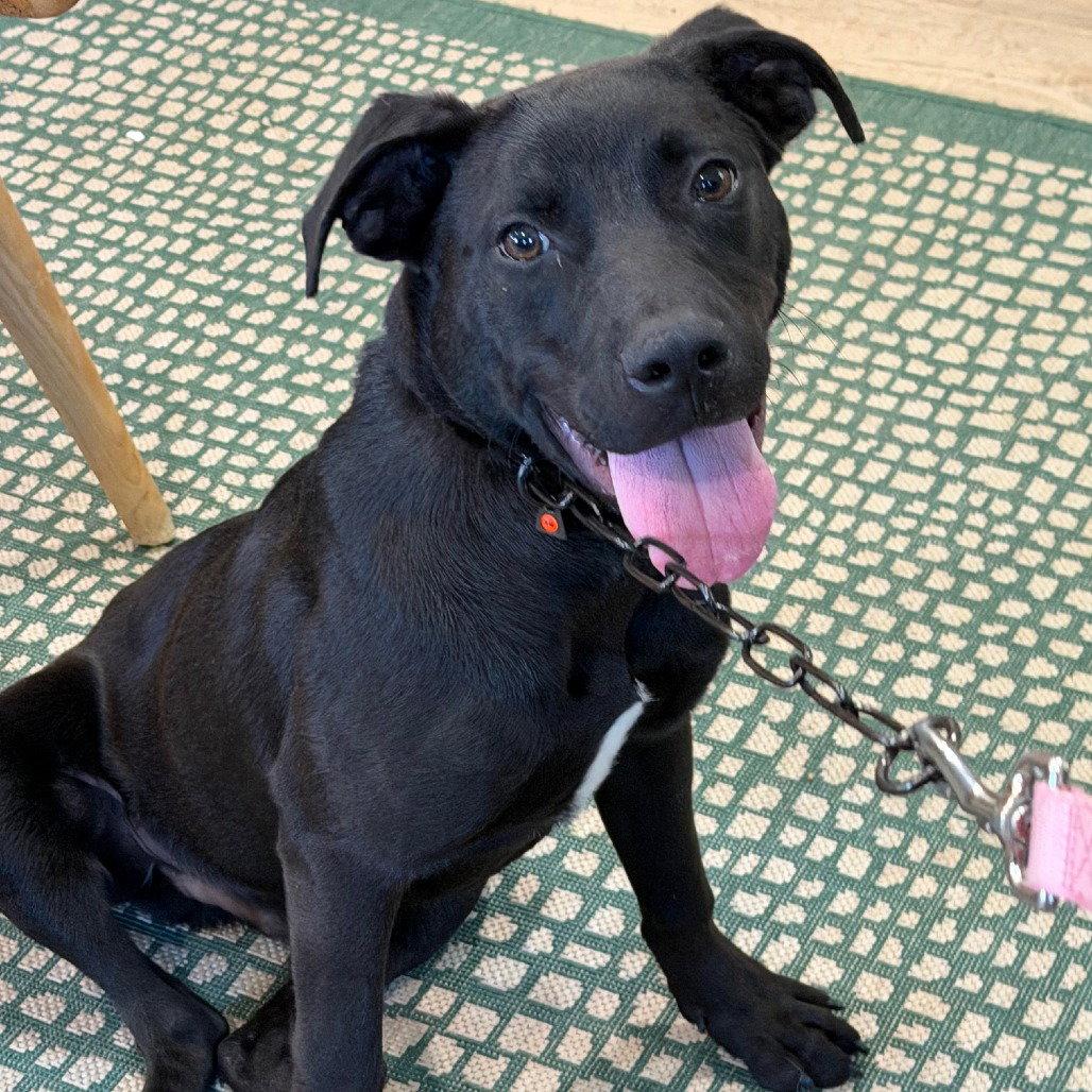 Asher, Adoptable, Young Male Labrador Retriever.
