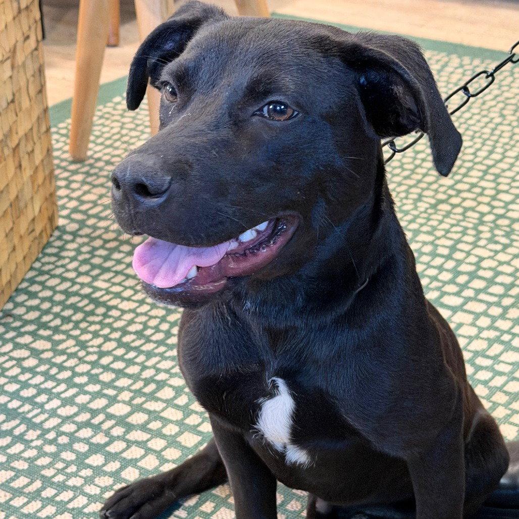 Asher, a Adoptable Labrador Retriever in Fort Pierce, FL image 2/2