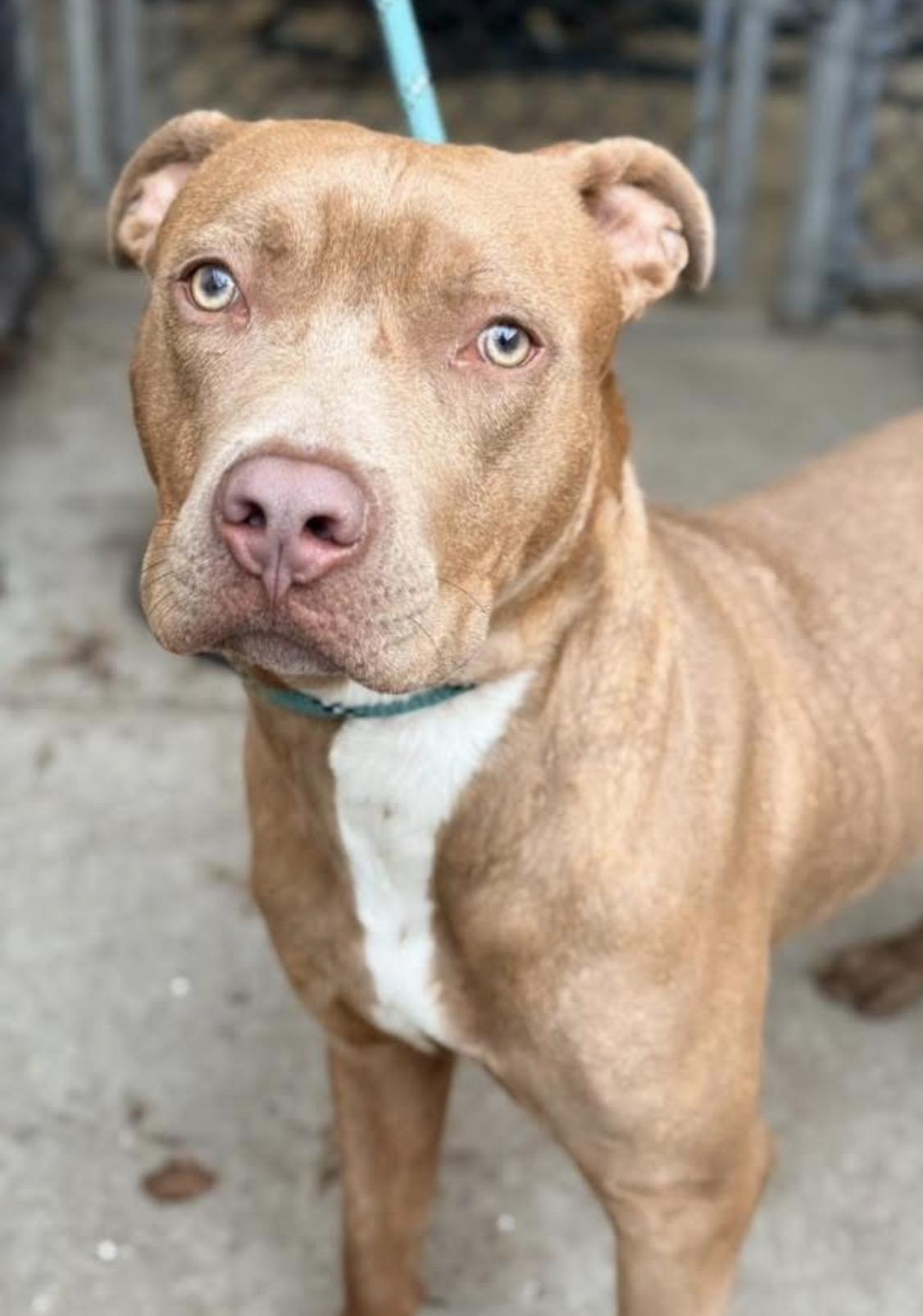 Enlarge Pizza Puff, an adopted Pit Bull Terrier in Chicago, IL image 4/5