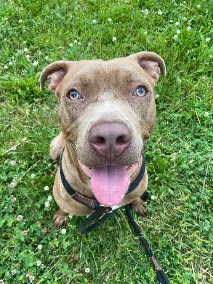 Enlarge Pizza Puff, an adopted Pit Bull Terrier in Chicago, IL image 1/5