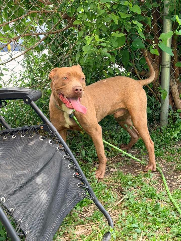 Enlarge Pizza Puff, an adopted Pit Bull Terrier in Chicago, IL image 3/5
