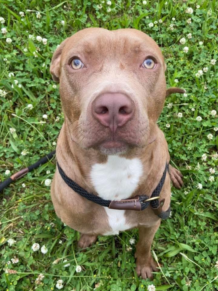 Enlarge Pizza Puff, an adopted Pit Bull Terrier in Chicago, IL image 2/5