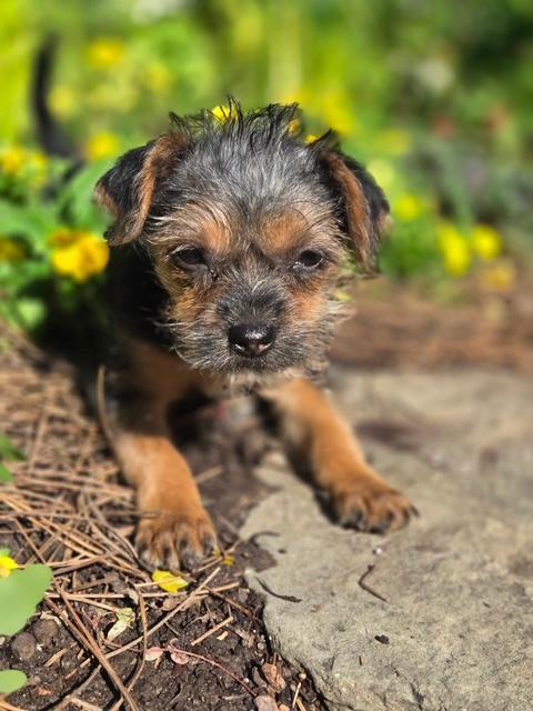 Enlarge Shirley, a Adoptable mixed breed in Williamsburg, VA image 2/5
