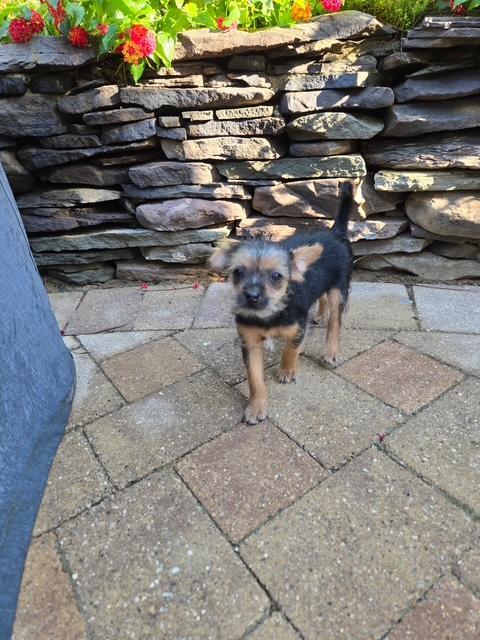 Enlarge Shirley, a Adoptable mixed breed in Williamsburg, VA image 5/5
