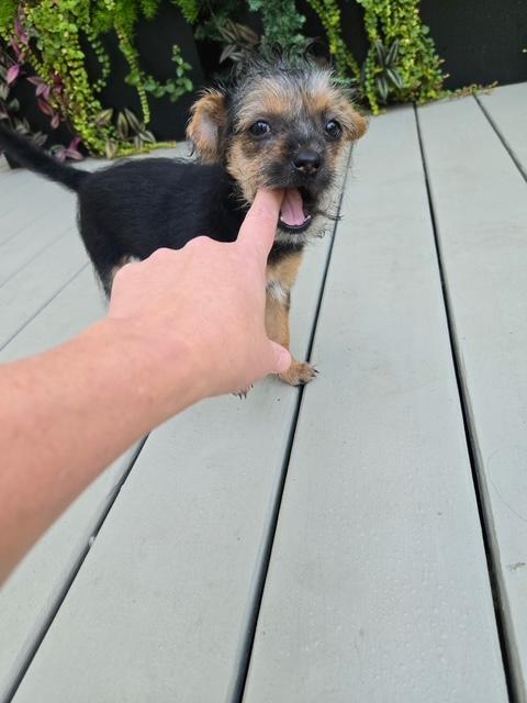 Enlarge Shirley, a Adoptable mixed breed in Williamsburg, VA image 4/5