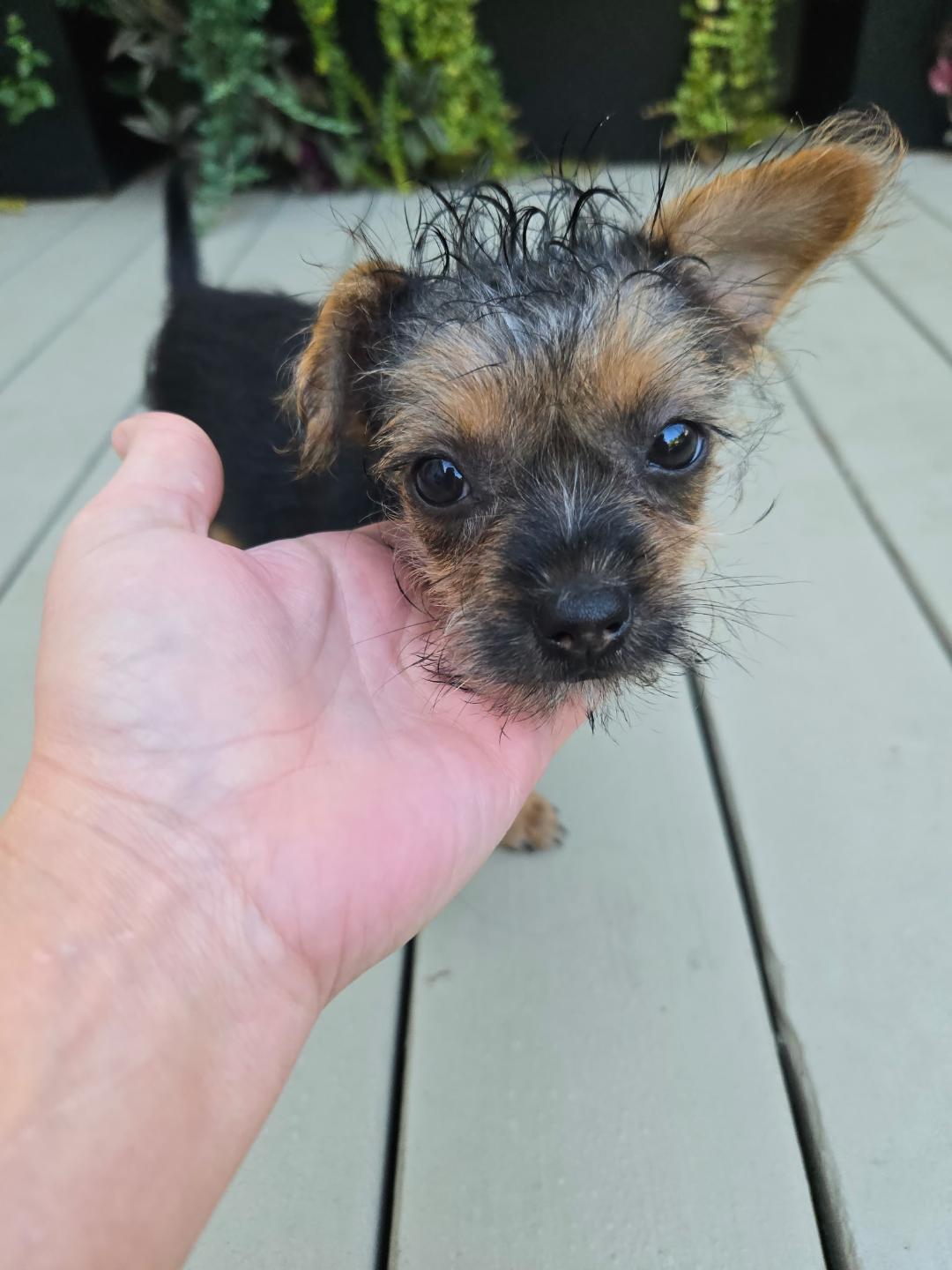 Enlarge Shirley, a Adoptable mixed breed in Williamsburg, VA image 3/5