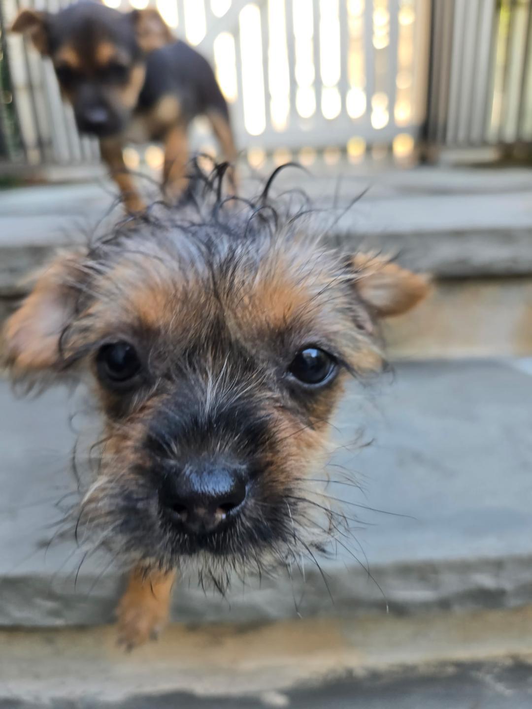 Enlarge Shirley, a Adoptable mixed breed in Williamsburg, VA image 1/5