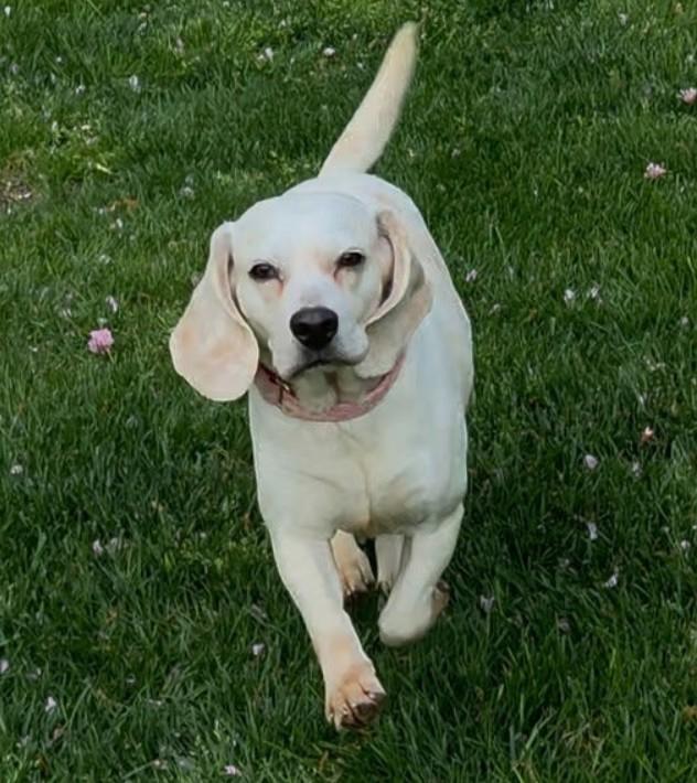 Enlarge Daisy, an adopted Beagle in Landenberg, PA image 2/3