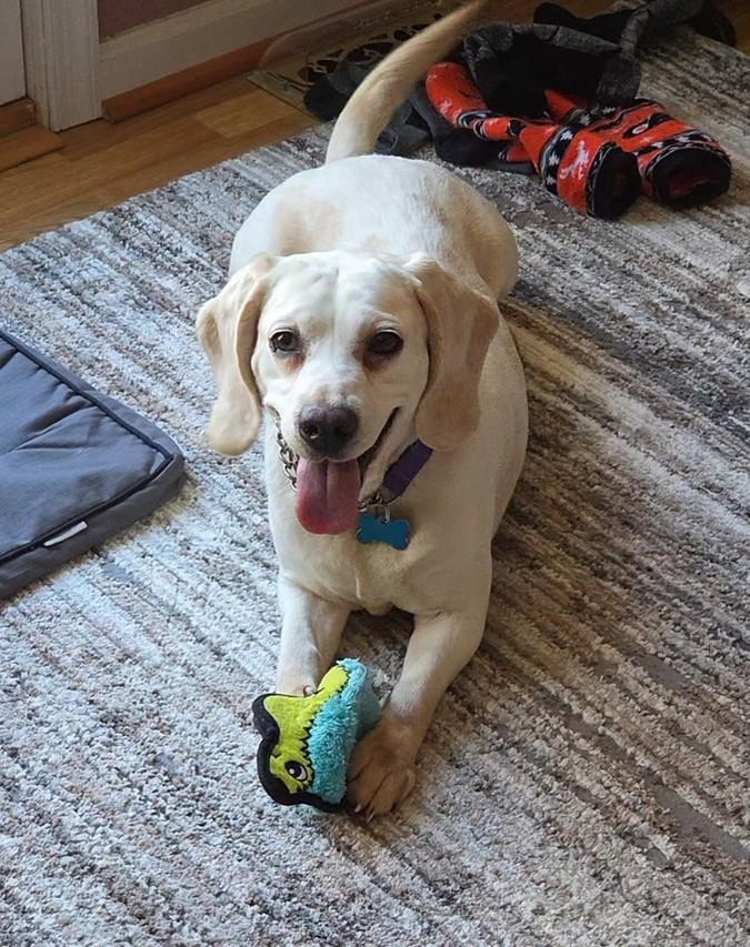 Enlarge Daisy, an adopted Beagle in Landenberg, PA image 1/3