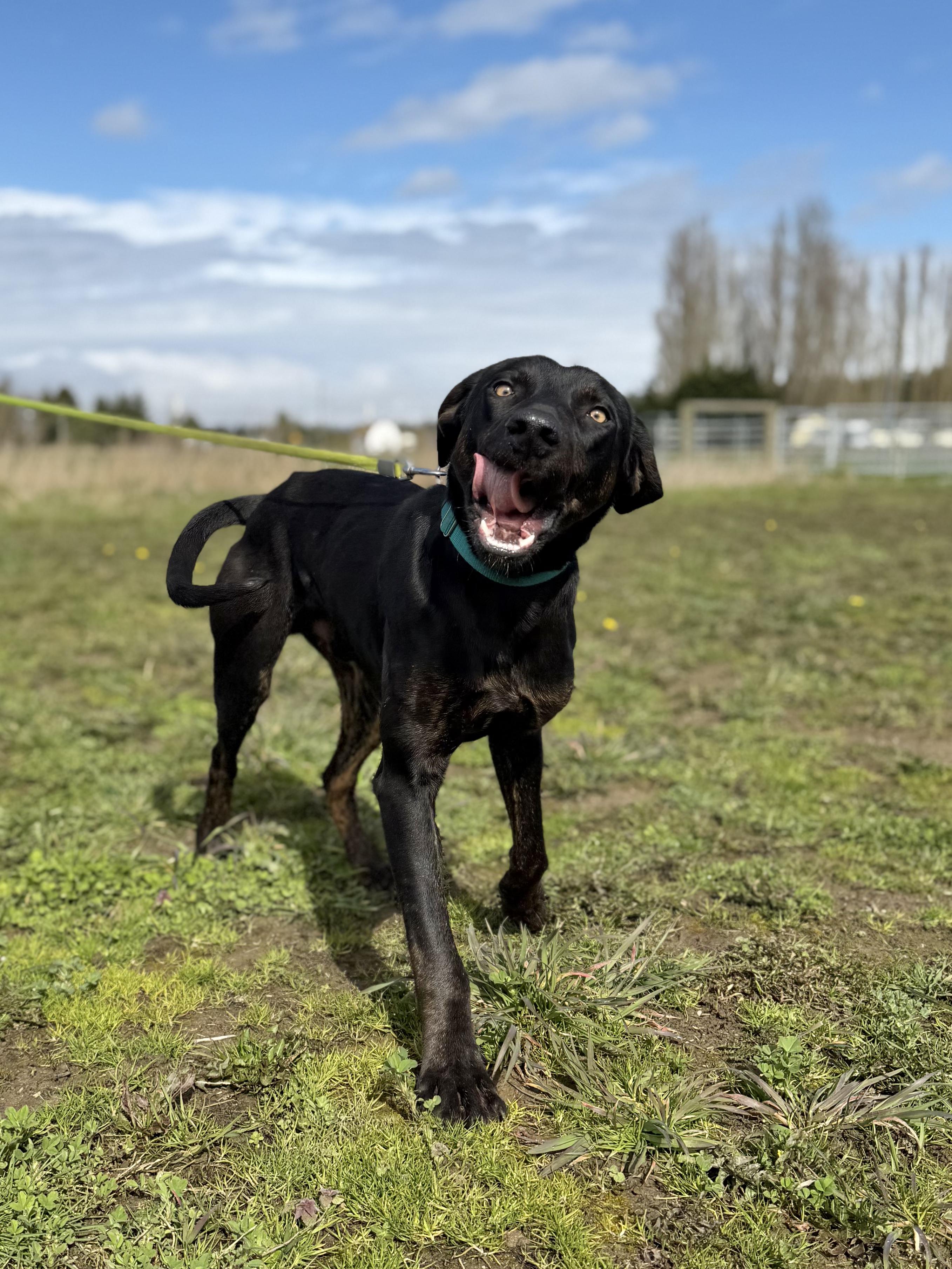 Lars, a ADOPTABLE Plott Hound in Port Angeles, WA image 3/5