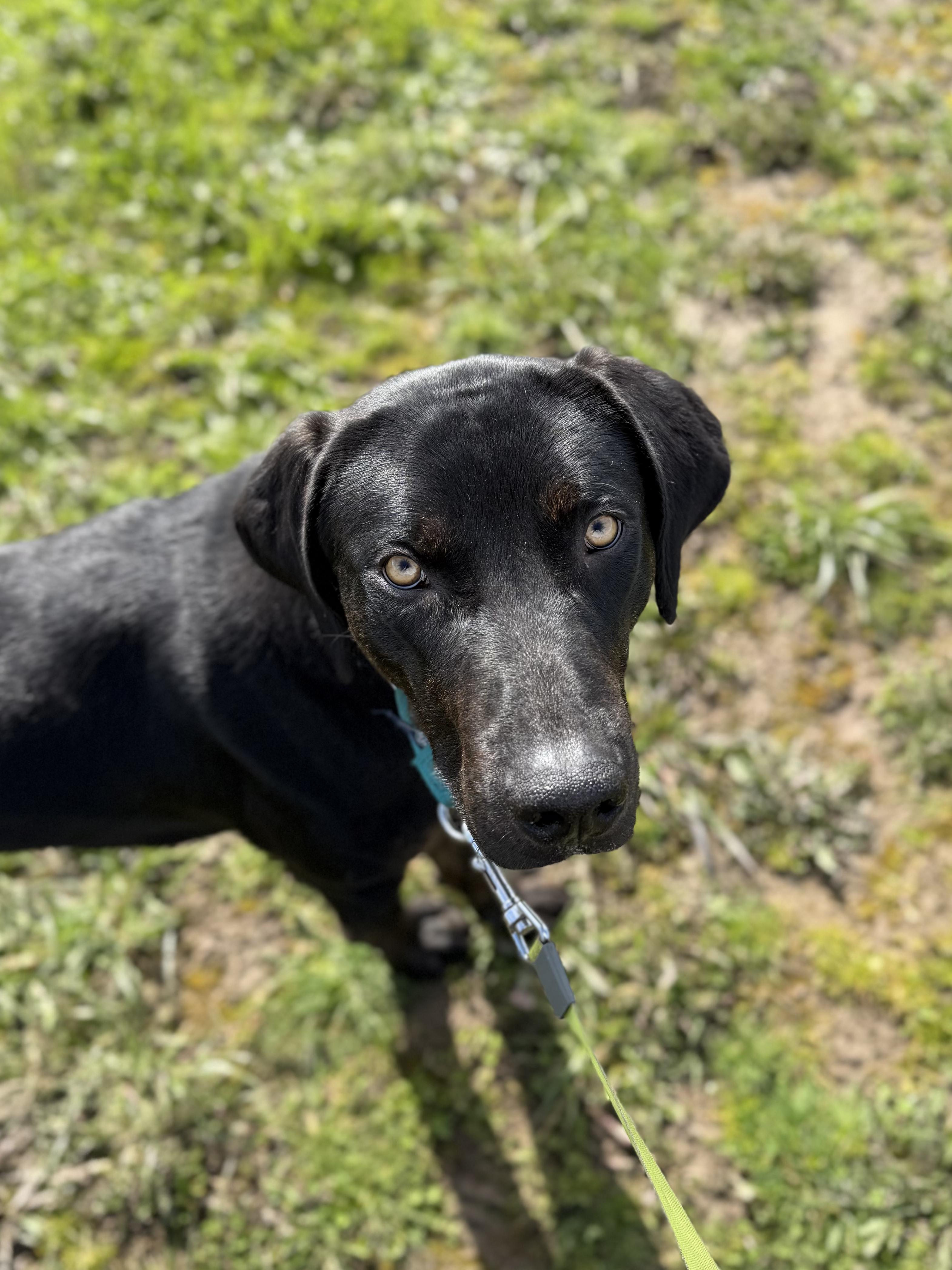 Lars, a ADOPTABLE Plott Hound in Port Angeles, WA image 4/5