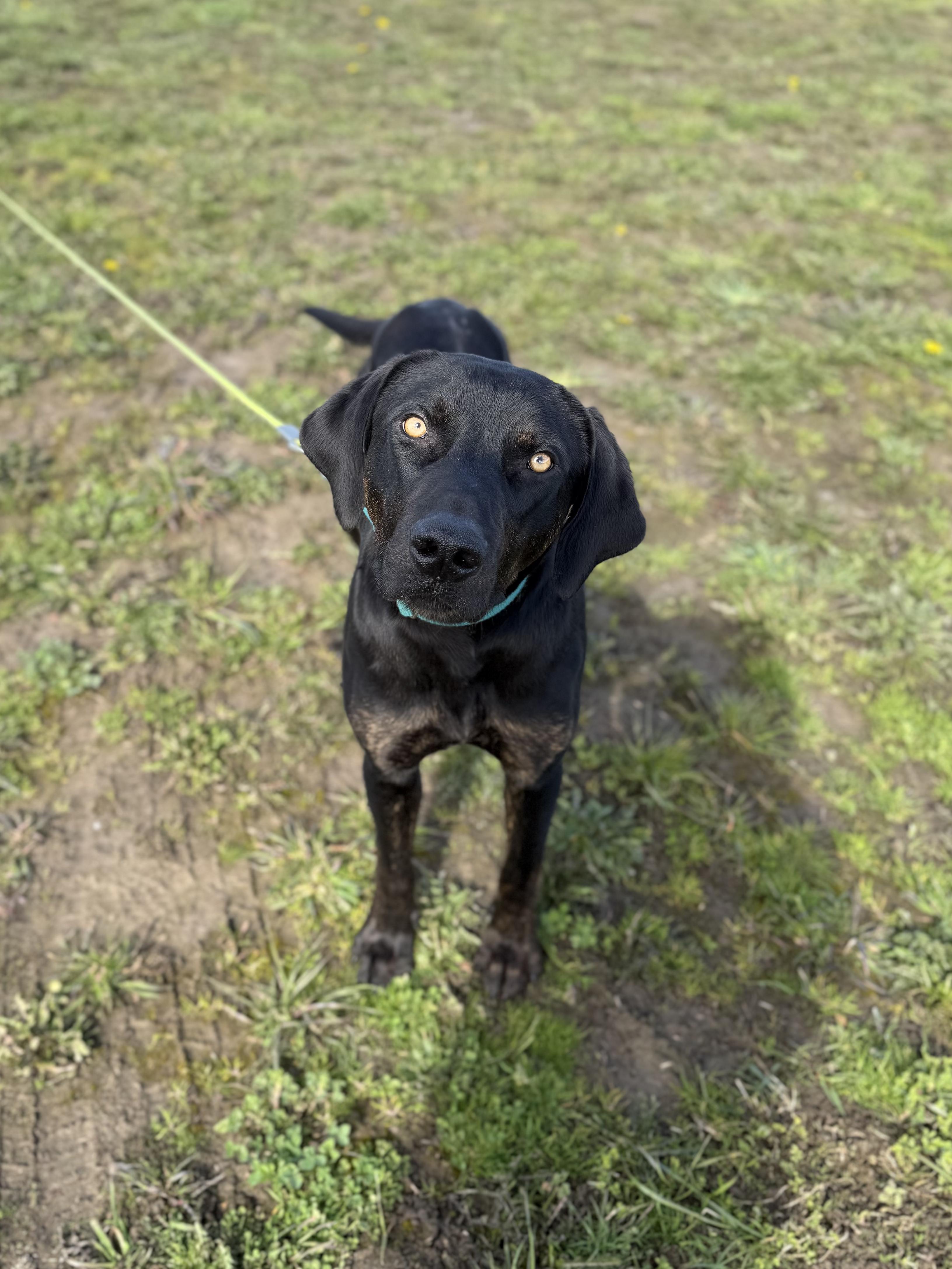 Lars, a ADOPTABLE Plott Hound in Port Angeles, WA image 1/5