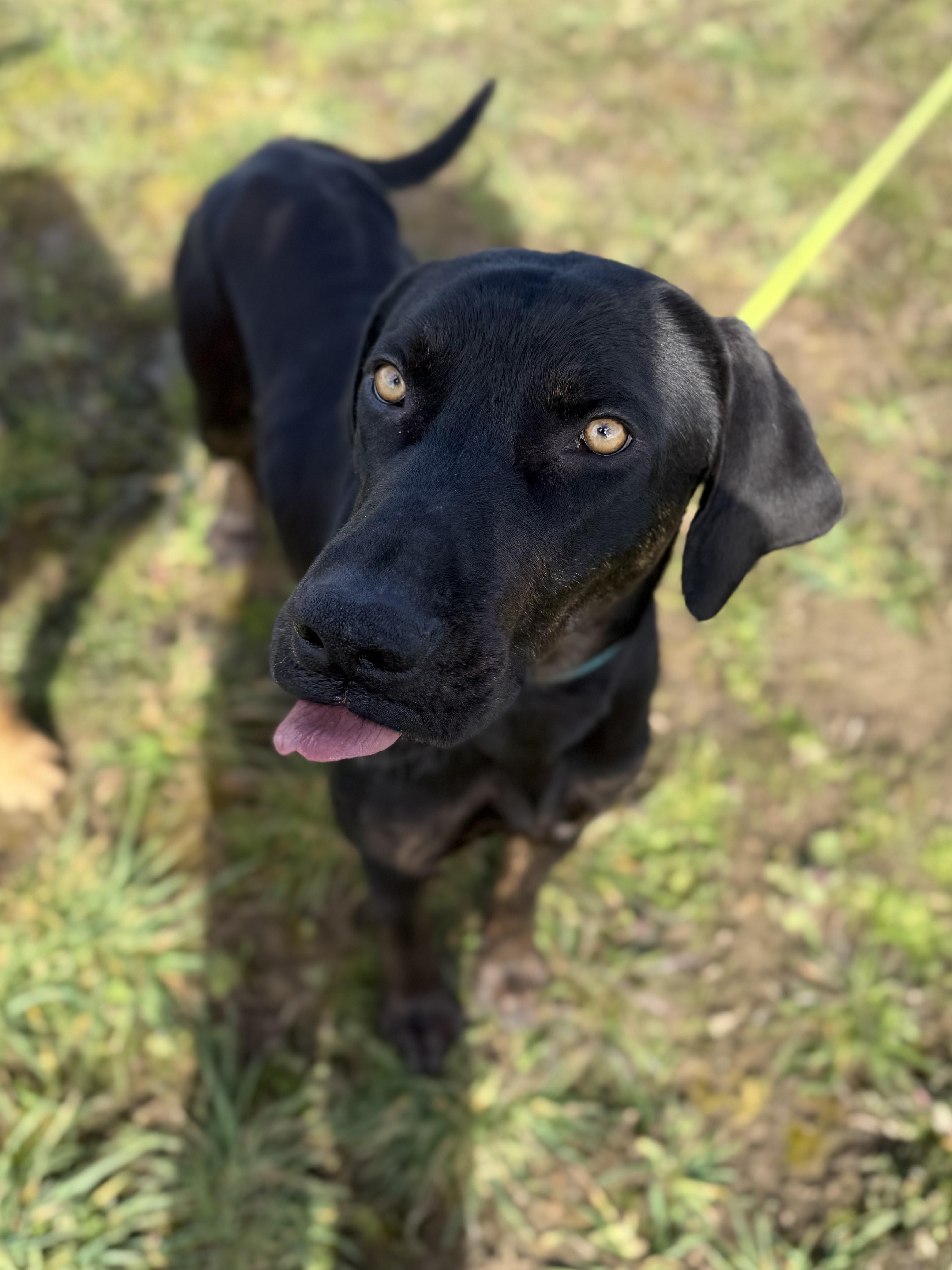 Lars, a ADOPTABLE Plott Hound in Port Angeles, WA image 2/5
