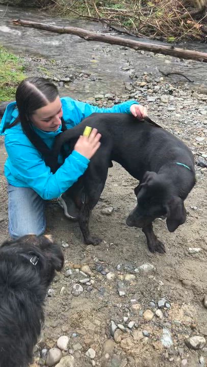 Enlarge Lars, a ADOPTABLE Plott Hound in Port Angeles, WA video 5/5