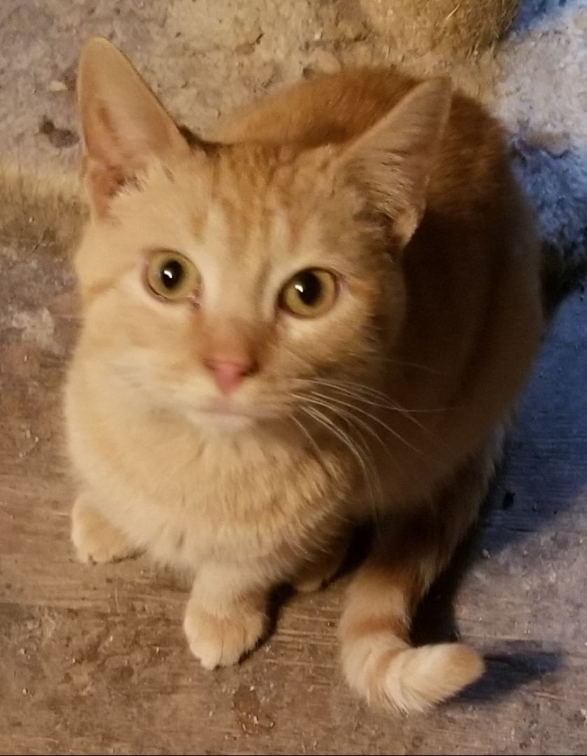 Caleb , a Adoptable mixed breed image 1/4