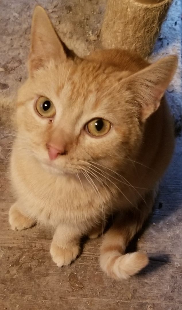 Caleb , a Adoptable mixed breed image 2/4