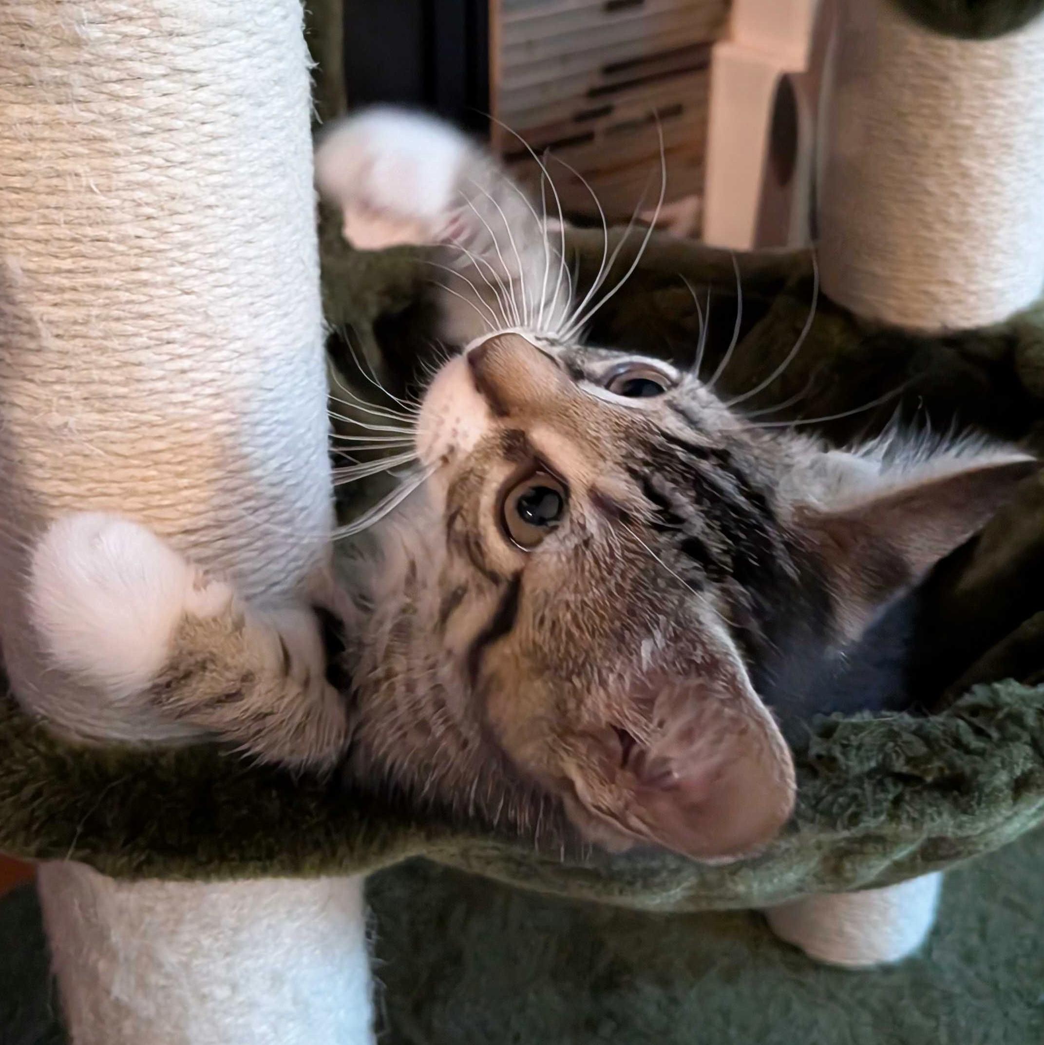 Roux, Adoptable, Kitten Male Domestic Short Hair.