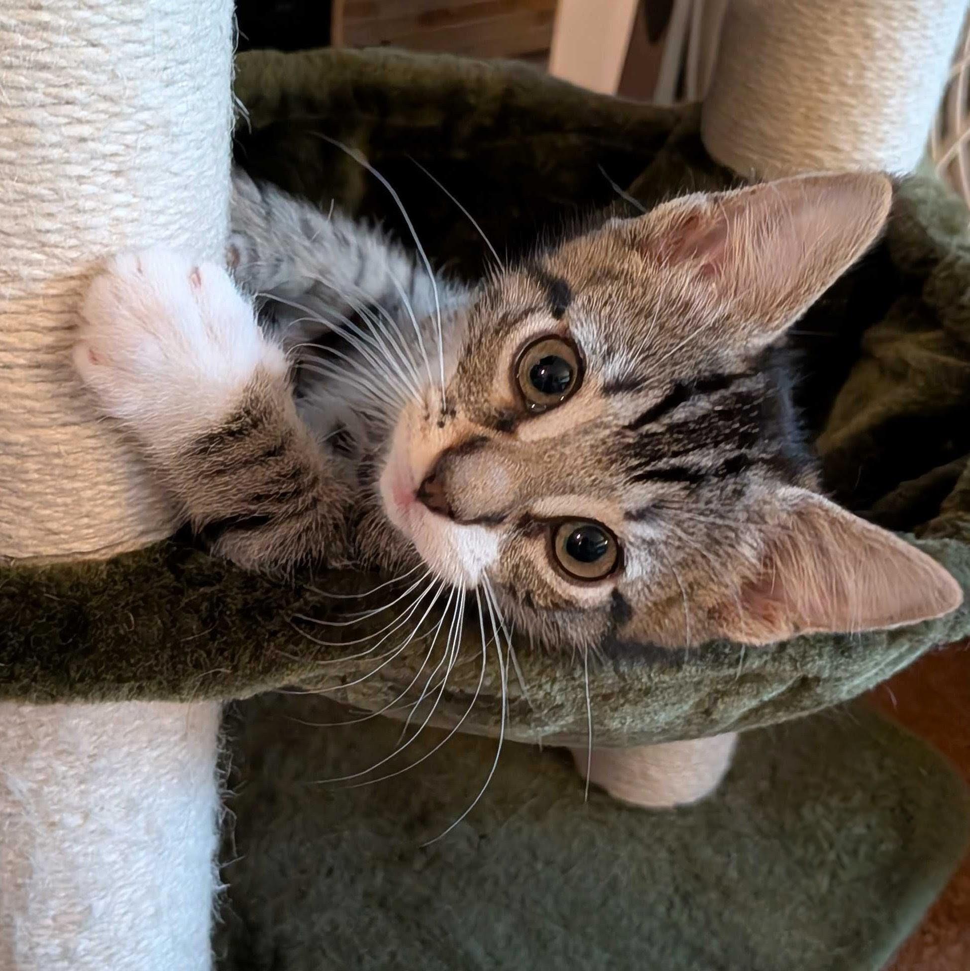 Roux, a Adoptable Domestic Short Hair in Wilsonville, OR image 3/6