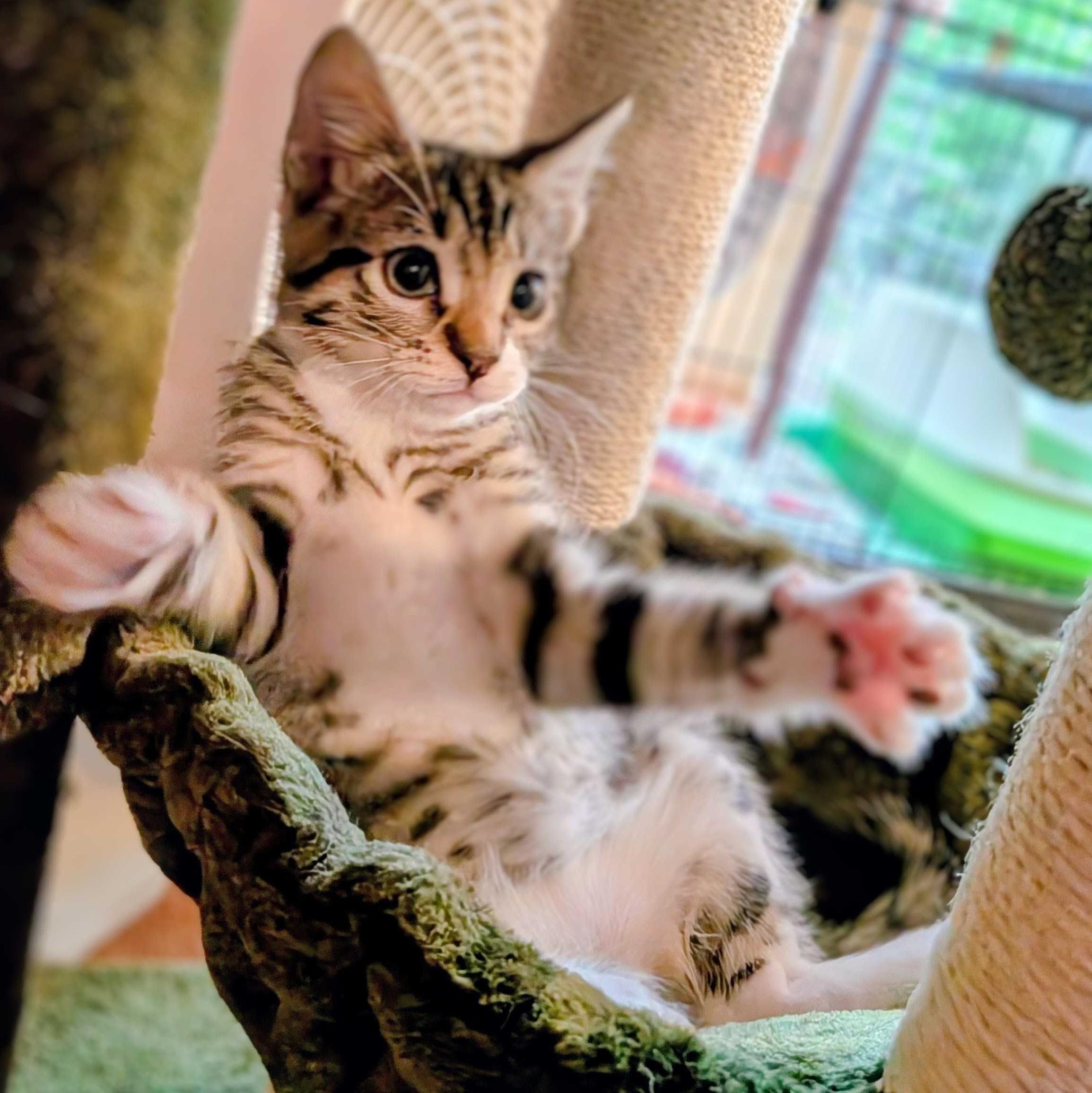 Roux, a Adoptable Domestic Short Hair in Wilsonville, OR image 4/6