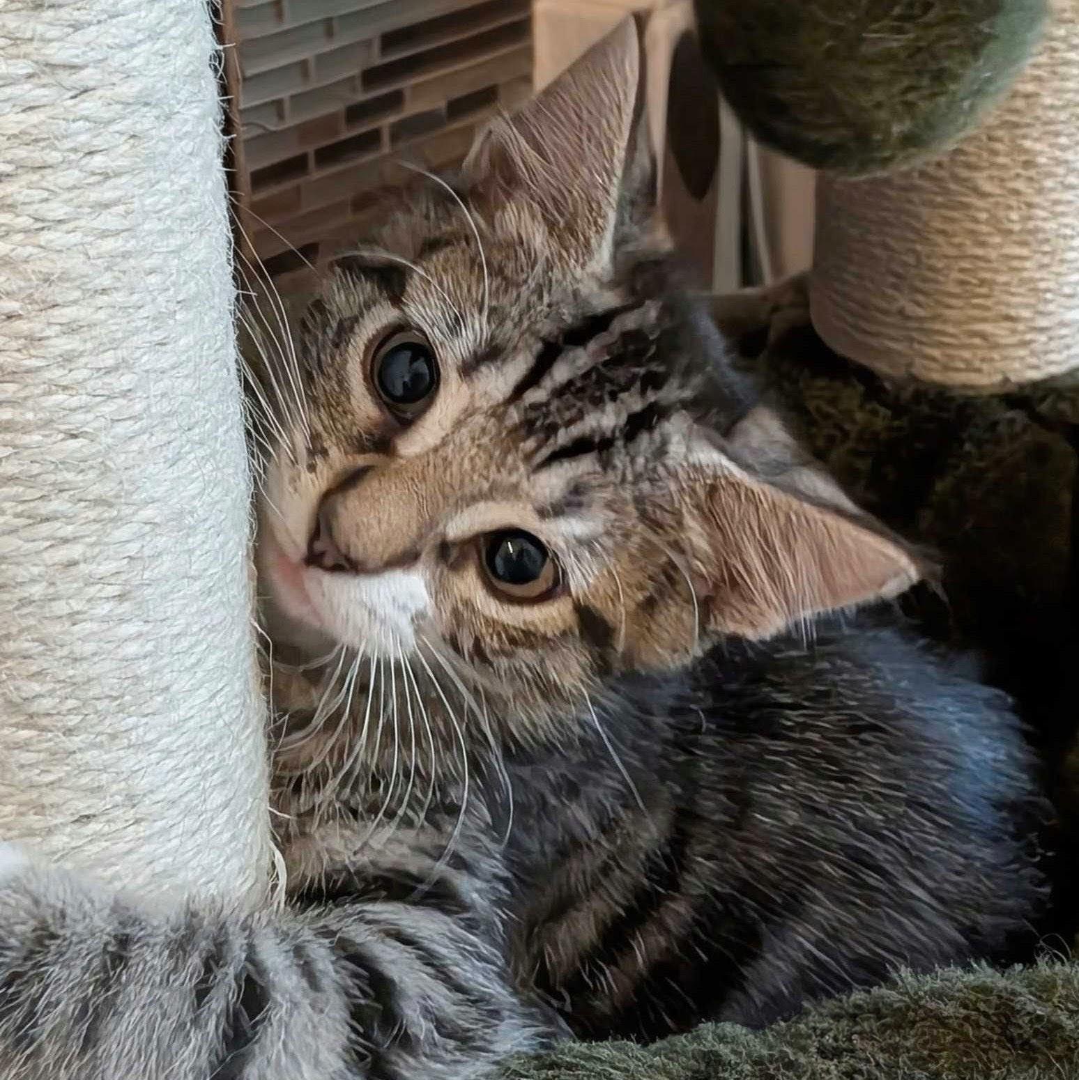 Roux, a Adoptable Domestic Short Hair in Wilsonville, OR image 5/6