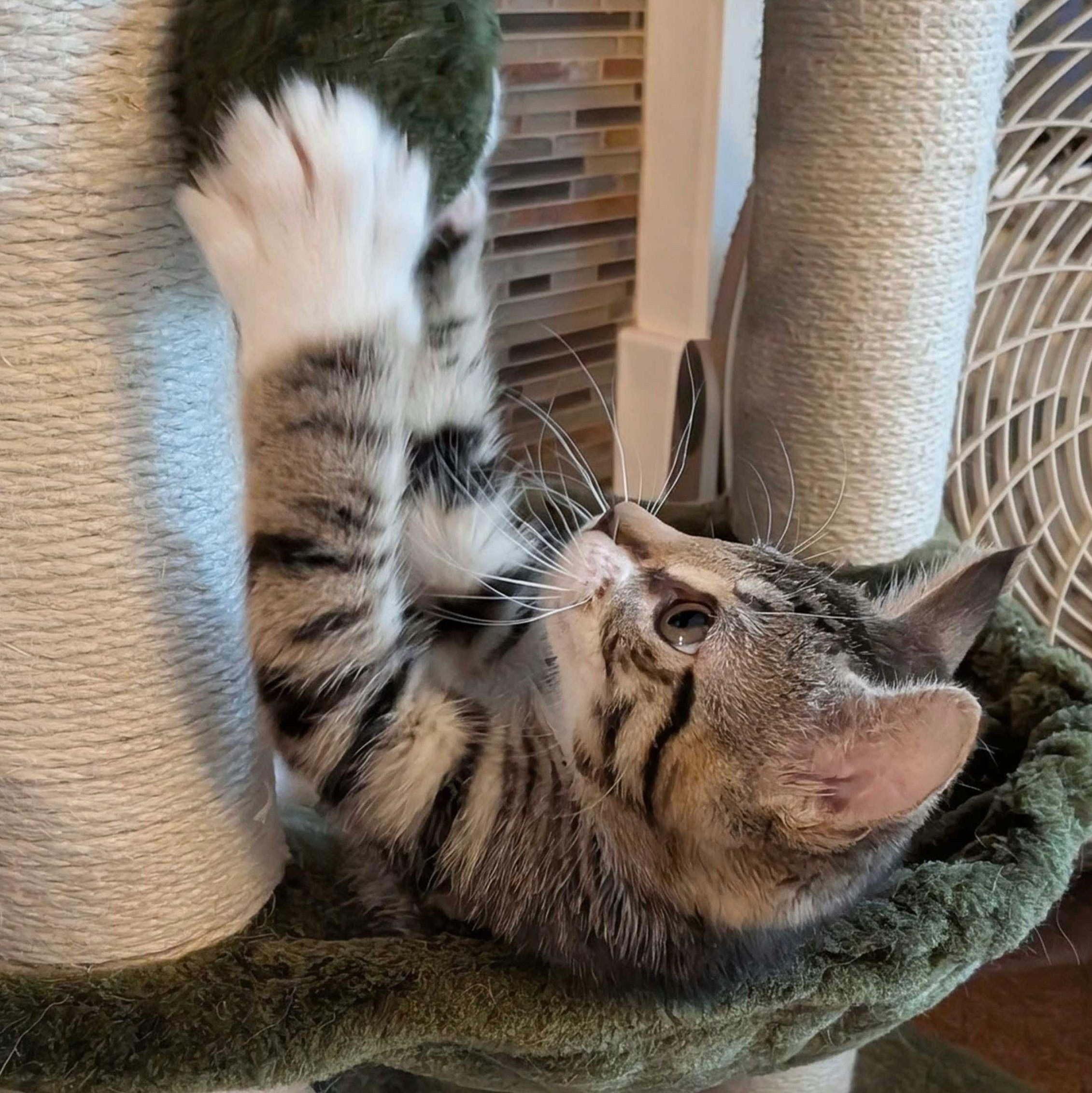 Roux, a Adoptable Domestic Short Hair in Wilsonville, OR image 6/6