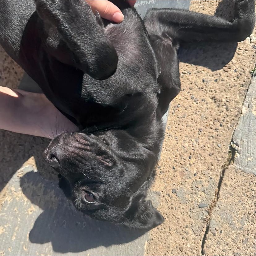 Enlarge Lacey, a Adoptable mixed breed in Philadelphia, PA image 3/6