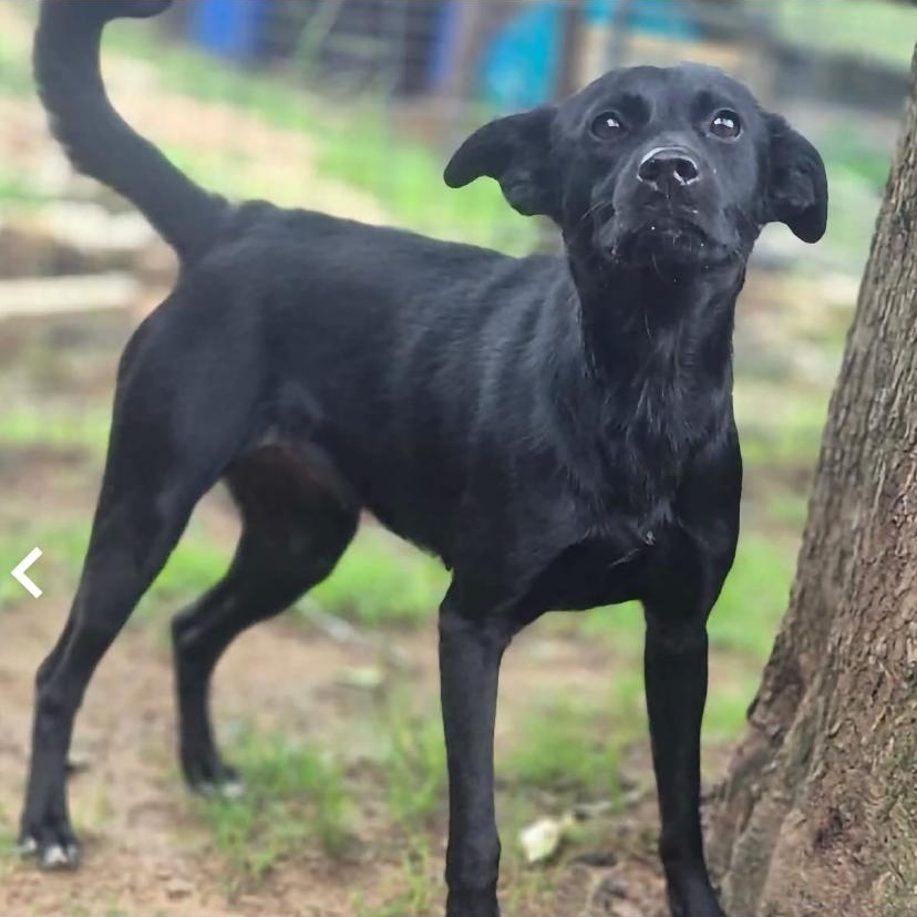 Enlarge Lacey, a Adoptable mixed breed in Philadelphia, PA image 2/6