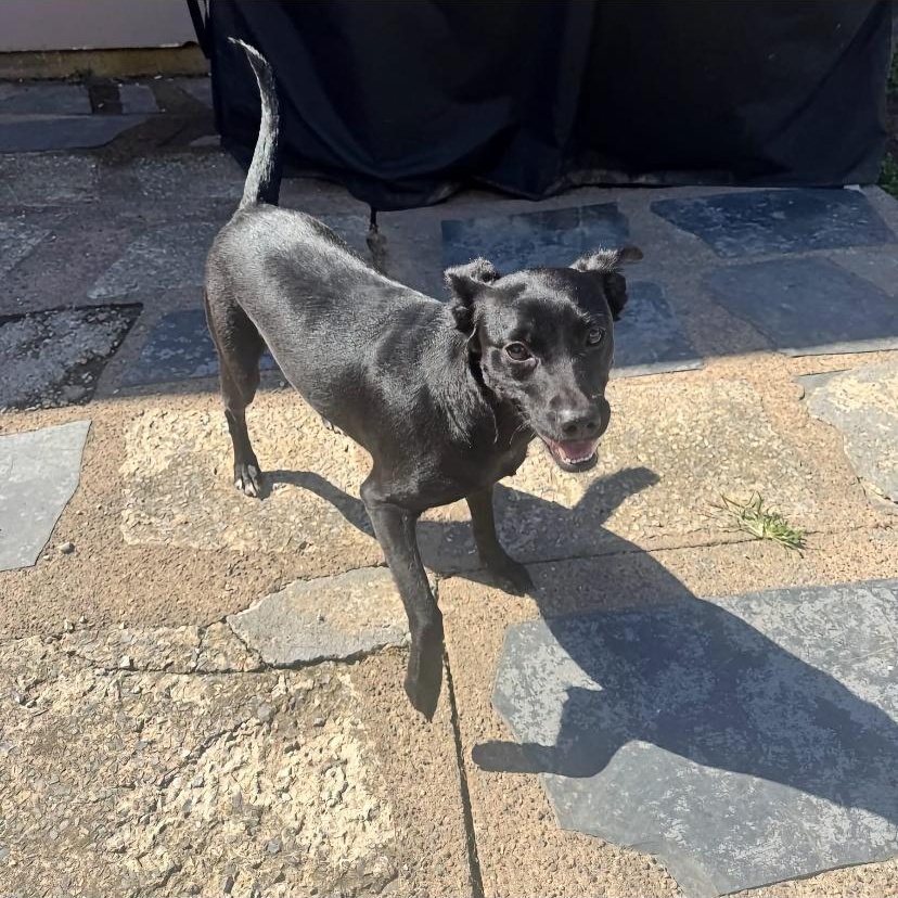 Enlarge Lacey, a Adoptable mixed breed in Philadelphia, PA image 6/6