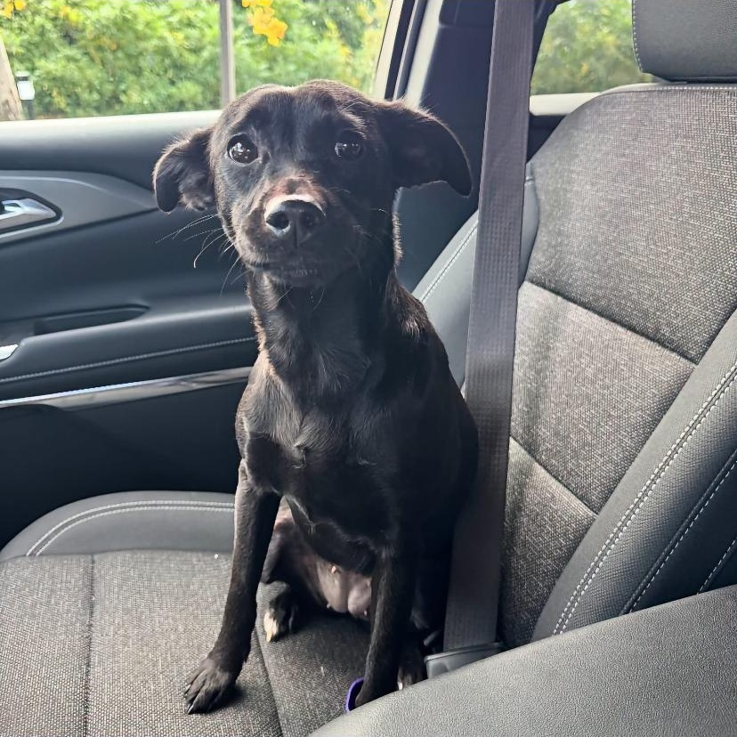 Enlarge Lacey, a Adoptable mixed breed in Philadelphia, PA image 1/6