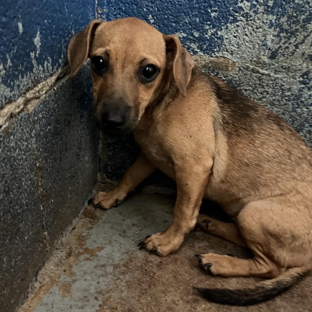 Sizzle, Adoptable, Puppy Female Dachshund & Mixed Breed.