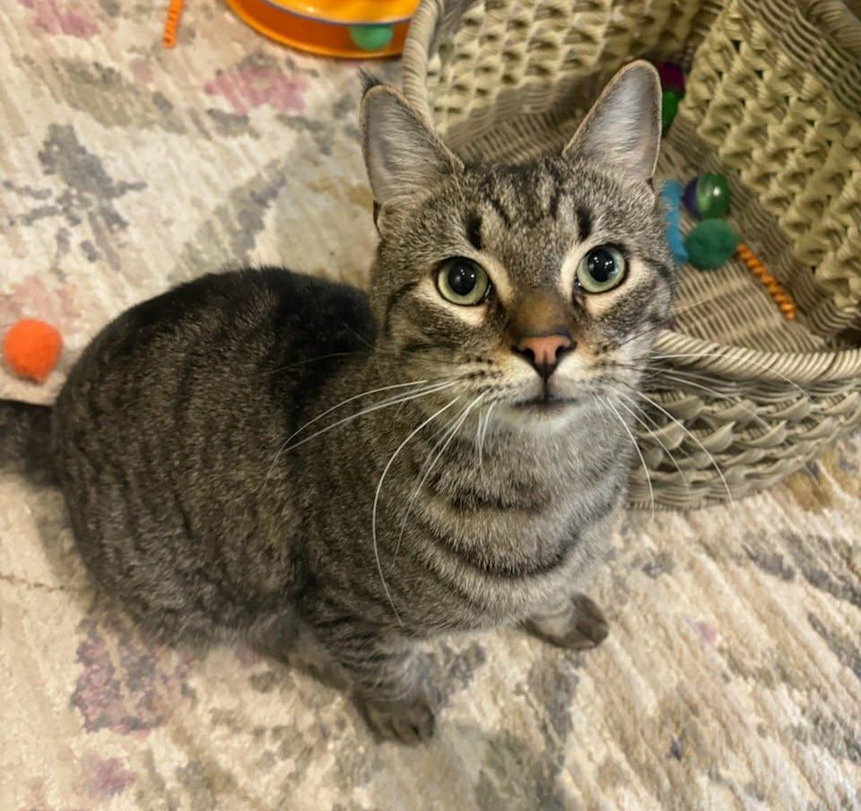 Andrew, Adoptable, Kitten Male Domestic Short Hair.