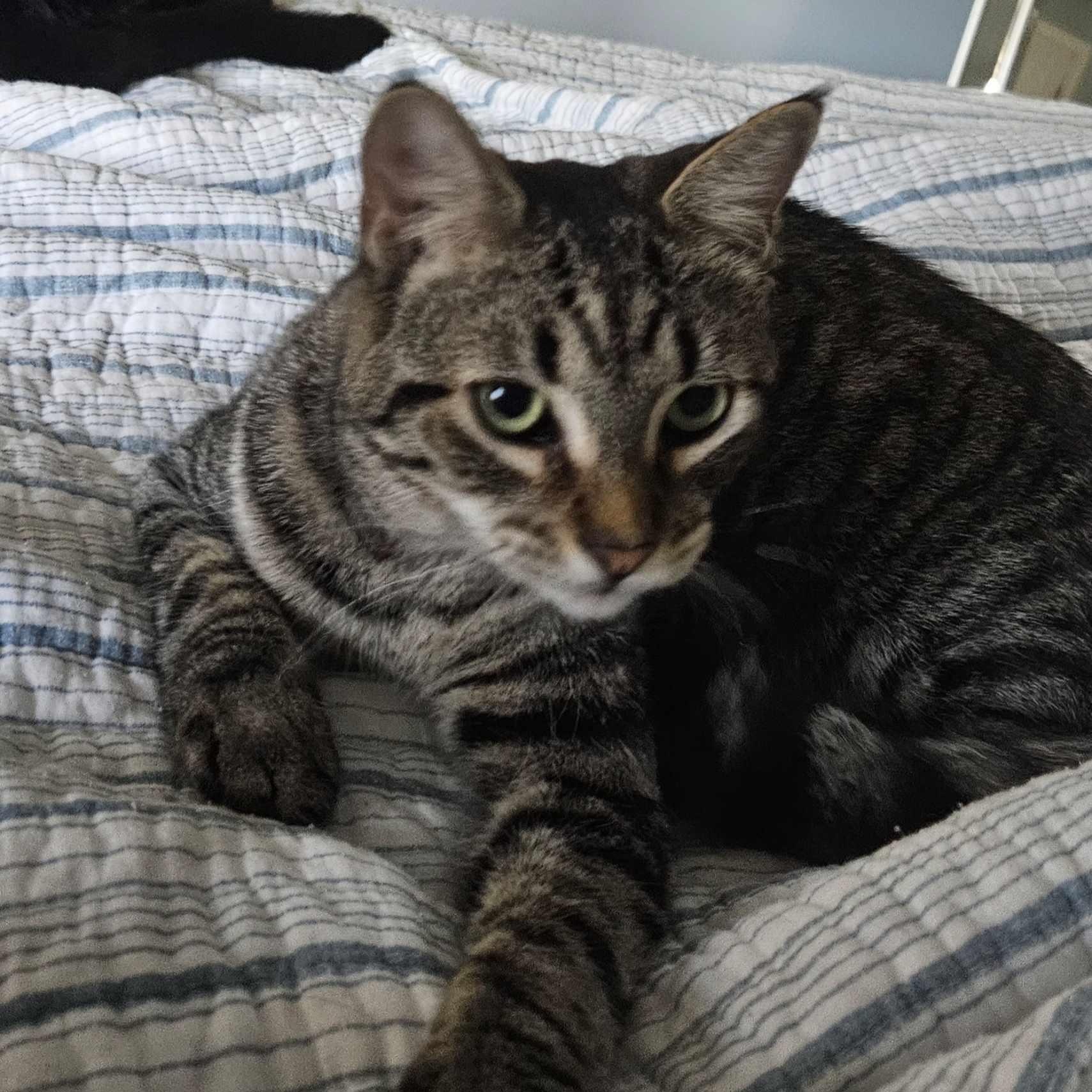 Enlarge Andrew, a Adoptable Domestic Short Hair in Rochester, NY image 2/4